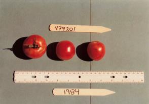 Click for 1 image(s) for this accession. FRUIT